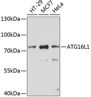 ATG16L1 Rabbit pAb