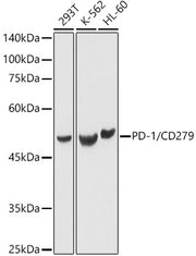 PD-1/CD279 Rabbit pAb