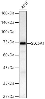 SLC5A1 Rabbit pAb