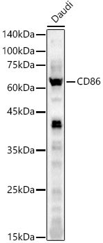 CD86 Rabbit pAb