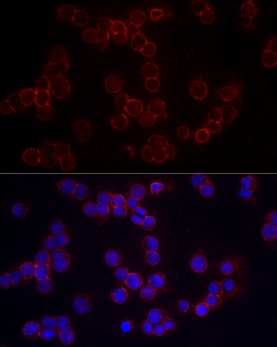 CD86 Rabbit pAb