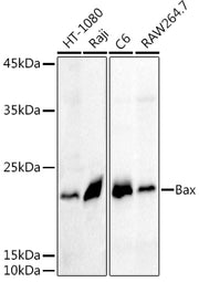 Bax Rabbit pAb