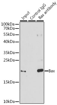 Bax Rabbit pAb