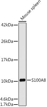 S100A8 Rabbit mAb