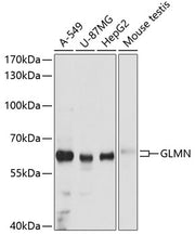 GLMN Rabbit pAb