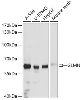 GLMN Rabbit pAb