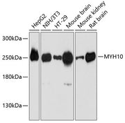 MYH10 Rabbit pAb