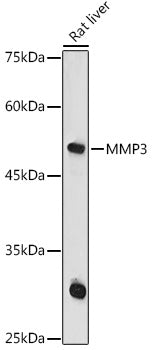 MMP3 Rabbit pAb