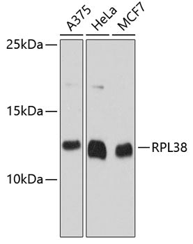 RPL38 Rabbit pAb