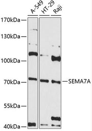 SEMA7A Rabbit pAb