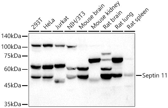 Septin 11 Rabbit pAb
