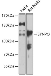 SYNPO Rabbit pAb