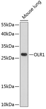 OLR1 Rabbit pAb