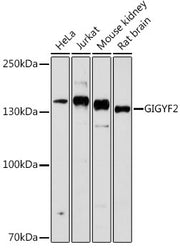 GIGYF2 Rabbit pAb
