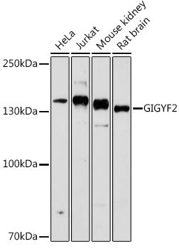 GIGYF2 Rabbit pAb