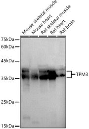 TPM3 Rabbit pAb