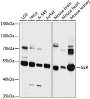 GSR Rabbit pAb