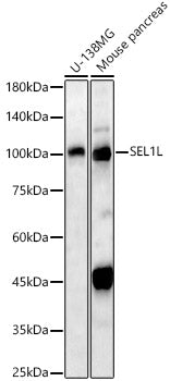 SEL1L Rabbit pAb