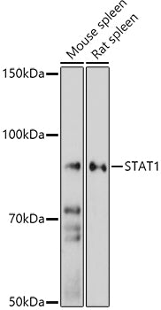 STAT1 Rabbit pAb