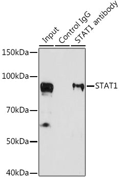 STAT1 Rabbit pAb