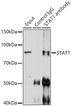 STAT1 Rabbit pAb