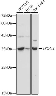 SPON2 Rabbit pAb