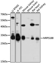 MRPS18B Rabbit pAb