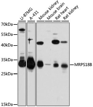 MRPS18B Rabbit pAb