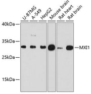MXI1 Rabbit pAb