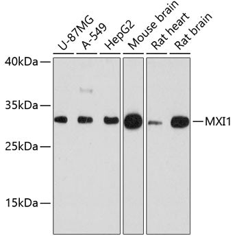 MXI1 Rabbit pAb