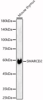 SMARCD2 Rabbit pAb