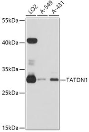 TATDN1 Rabbit pAb