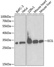 ECI1 Rabbit pAb