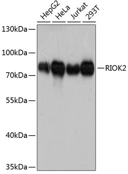 RIOK2 Rabbit pAb