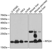 RPS24 Rabbit pAb
