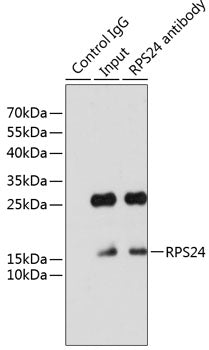 RPS24 Rabbit pAb