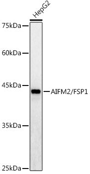 AIFM2/FSP1 Rabbit pAb