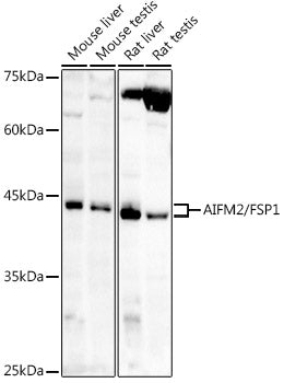 AIFM2/FSP1 Rabbit pAb