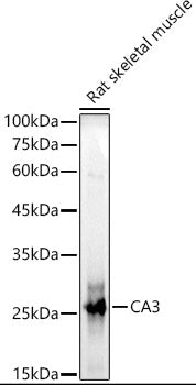 CA3 Rabbit pAb