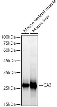 CA3 Rabbit pAb