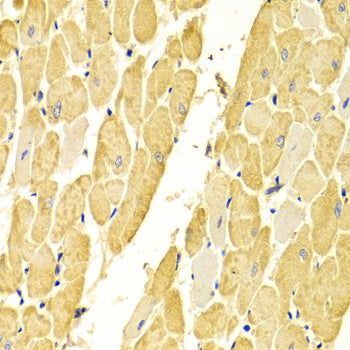 CA3 Rabbit pAb