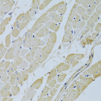 CA3 Rabbit pAb