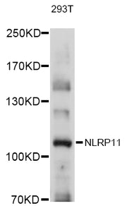 NLRP11 Rabbit pAb