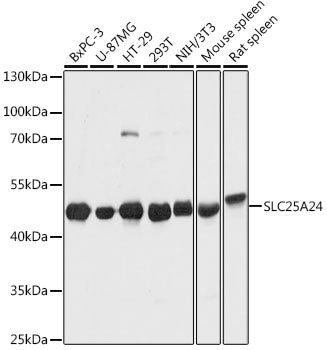 SLC25A24 Rabbit pAb