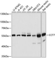 CCT7 Rabbit pAb