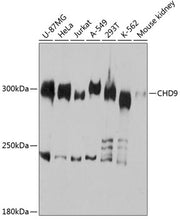 CHD9 Rabbit pAb