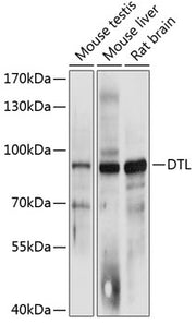 DTL Rabbit pAb