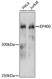 EP400 Rabbit pAb
