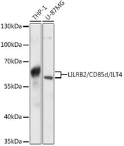 LILRB2/CD85d/ILT4 Rabbit pAb