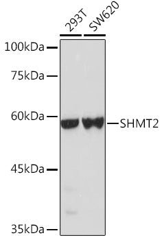 [KO Validated] SHMT2 Rabbit pAb
